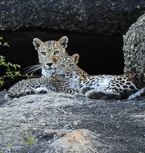 Jawai Leopard Safari in Rajasthan