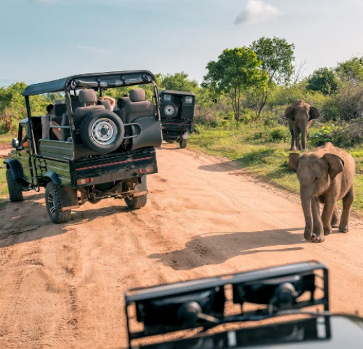 Taxi Services for Ranthambore Safari