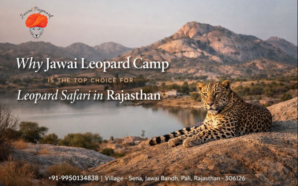 Jawai Leopard Camp Safari